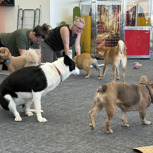Puppies and yoga at K9 Rox Club